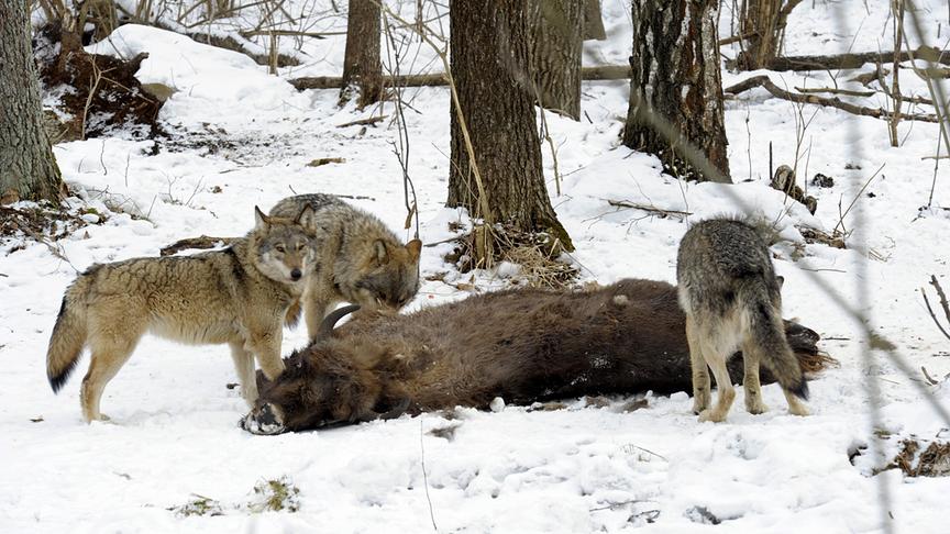 Drei Wölfe rund um einen im Schnee liegenden Bisonkadaver