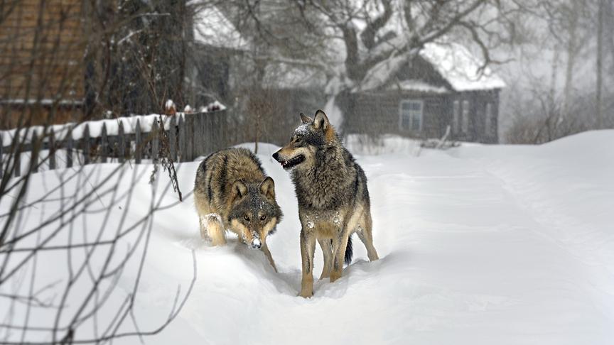 Zwei Wölfe im Schnee, im Hintergrund Holzhäuser