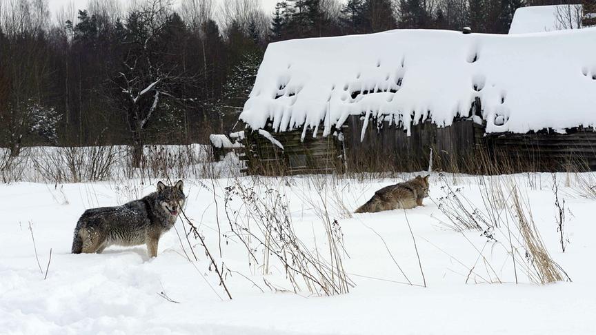 Zwei Wölfe im Schnee, im Hintergrund Holzhütten