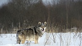 Wolf in tiefem Schnee