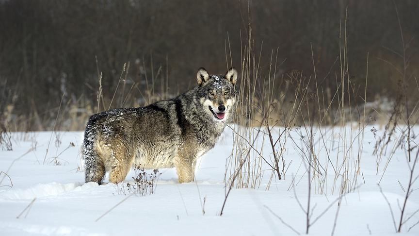 Wolf in tiefem Schnee