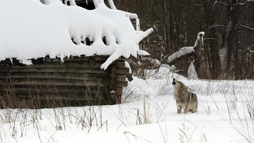 Heulender Wolf im tiefen Schnee neben einer Holzhütte