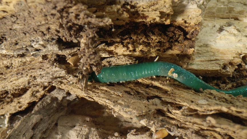 Ein smaragdgrüner Regenwurm in einem morschen Holzstück.