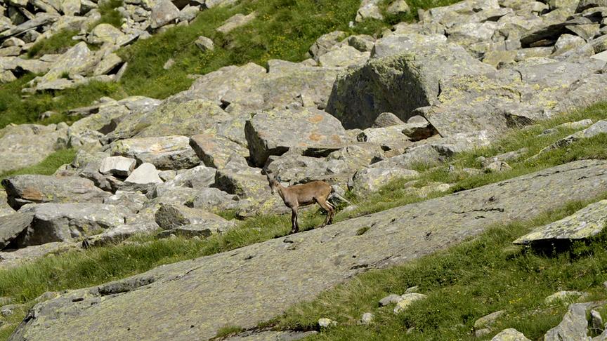 Ein Steinbock steht auf einer felsigen, grasbewachsenen Bergflanke im Hochgebirge. Der Hintergrund besteht aus einer steilen Geröllhalde mit großen, hellgrauen Felsbrocken und spärlichen grünen Grasflächen