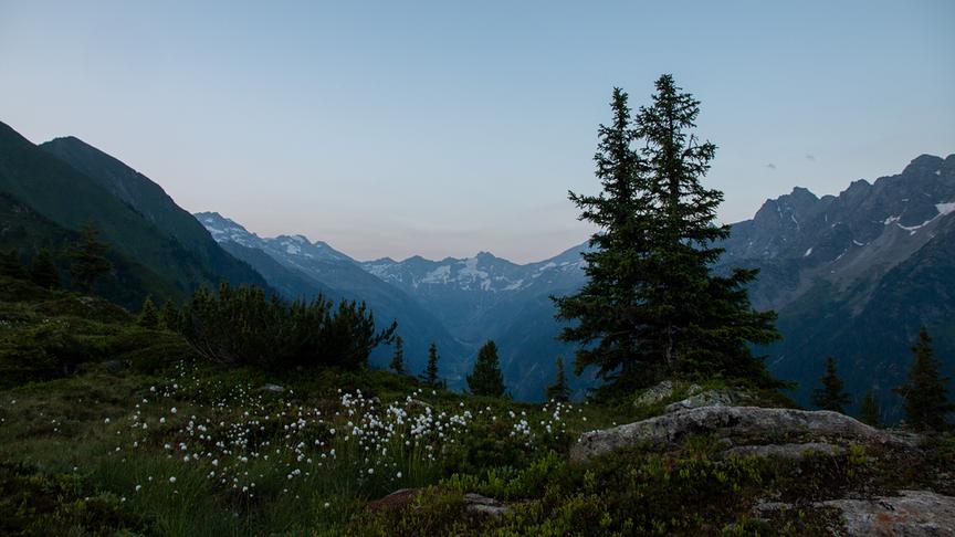 Ausblick auf eine bergige Landschaft mit Wildblumenwiese und Bäumen im Vordergrund bei Dämmerung.