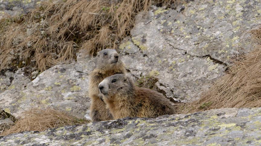 Zwei Murmeltiere nebeneinander auf einem Felsen.