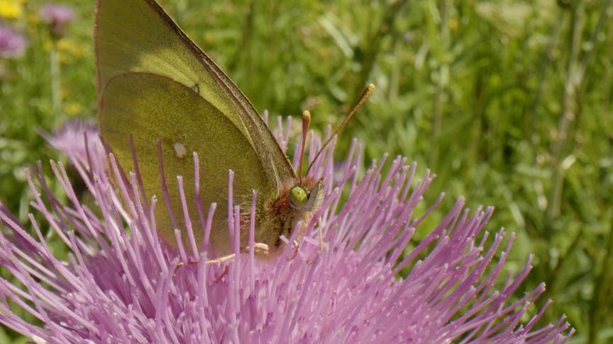 Ein gelber Schmetterling rastet auf einer lila Blüte mit langen Fühlern.