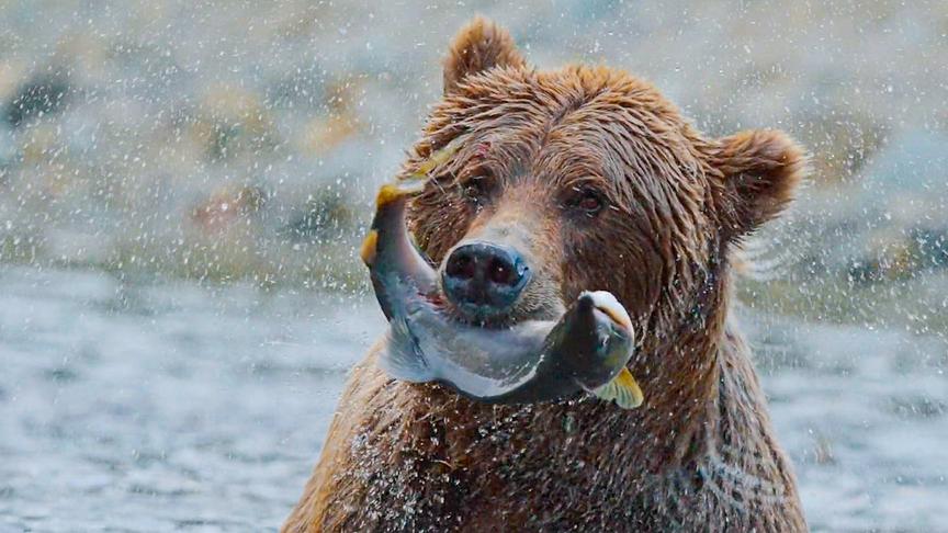 © Foto: ORF/Wild Logic LLC/Jon Johnston Ein Braunbär in einem Gewässer stehend, frisst einen Lachs, den er gerade gefangen hat.