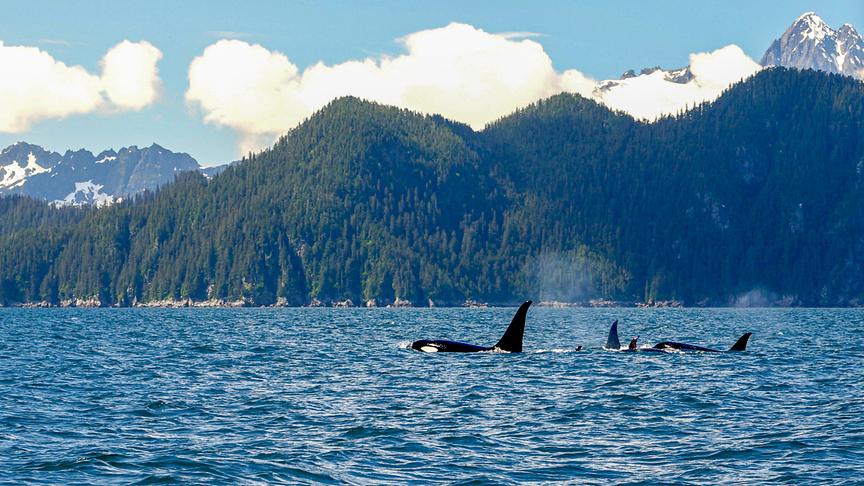 Eine Gruppe Orcas in einem Gewässer vor malerischer Kulisse mit bewaldeten und im Hintergrund felsigen, schneebedeckten Bergen, in denen die Wolken bei ansonsten blauem Himmel tief hängen.