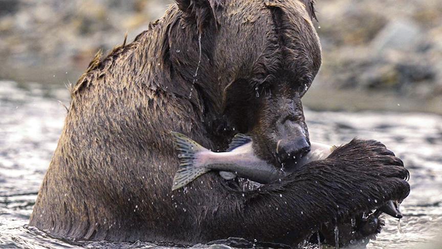Ein Bär mit durchnässtem Fell und in einem Gewässer stehend frisst einen Lachs.