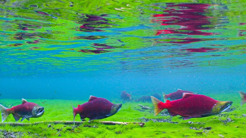 Ein interessanter Kontrast aus auffällig rotgefärbten Forellen, in klarem, blauen Wasser mit durch Algen hellgrünen Gewässerboden.