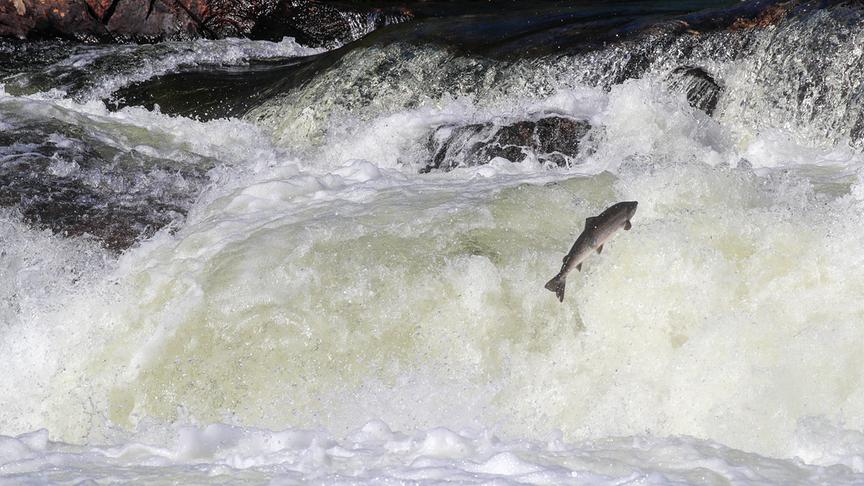 Ein Lachs springt ein Wehr flussaufwärts.