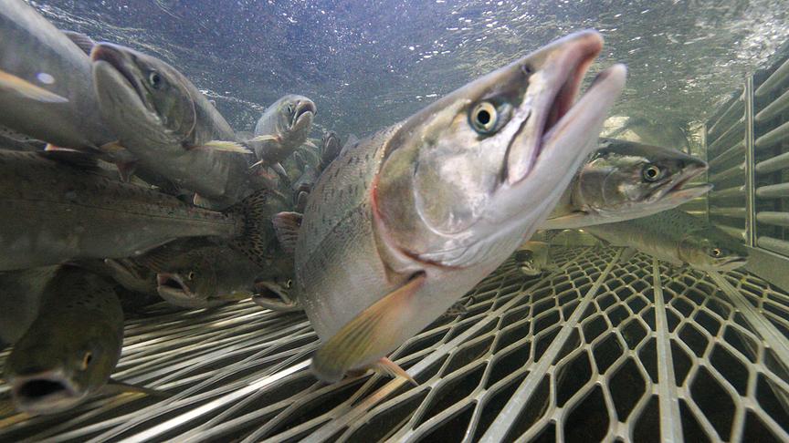 Mehrere Lachse im Gitter einer Fischfalle knapp unter der Wasseroberfläche.