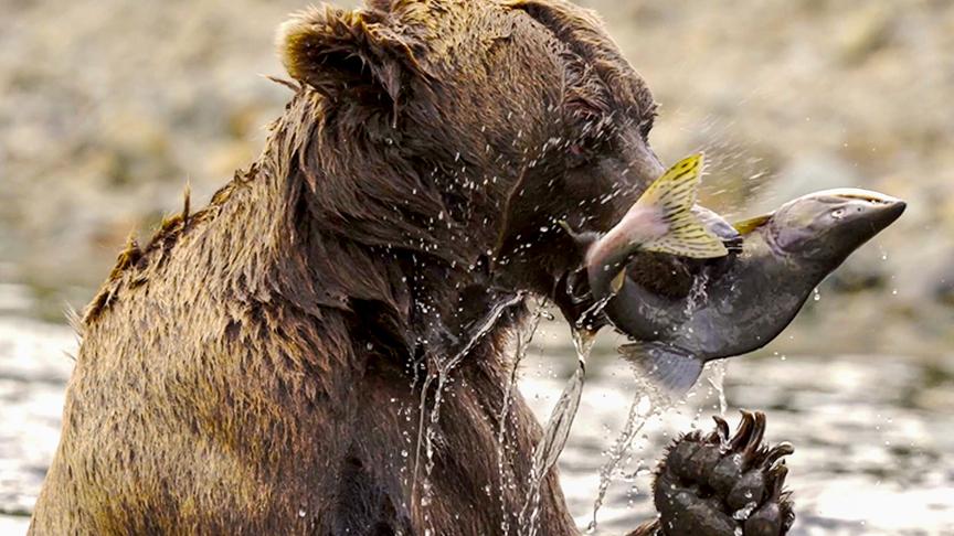 Ein Braunbär frisst eine Lachs, während er noch im Gewässer steht.
