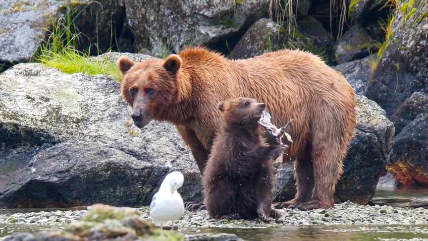 Ein Braunbär und ein Braunbärjunges am felsigen Ufer eines Gewässers. Das Bärenjunge verspeist einen Fisch. Eine Möwe putzt sich neben den Bären.