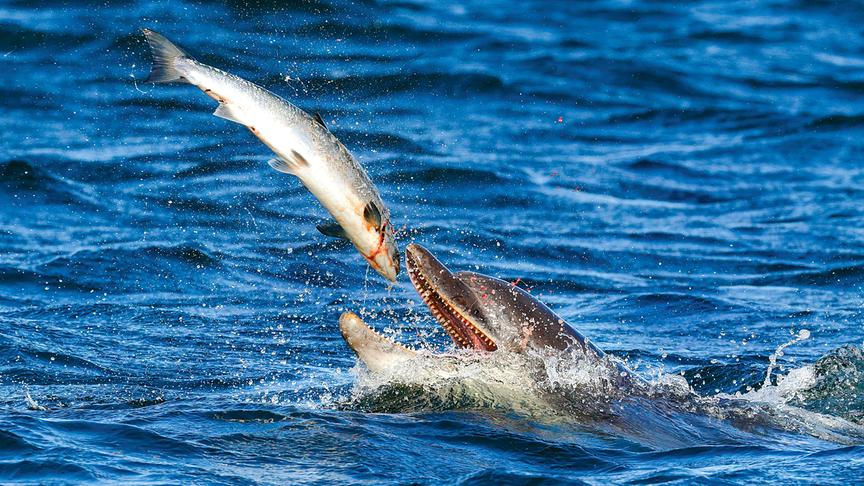 Ein Delfin fängt einen Lachs mit seinem Maul auf.