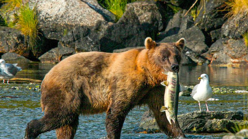 Ein Braunbär geht mit einem Lachs im Maul durch ein felsiges Gewässer.