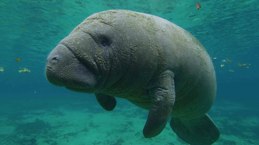 Ein Seekuh-Kalb unter Wasser in türkisem, hellen Gewässer.