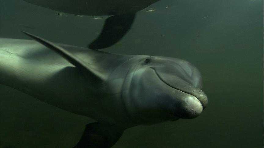 Ein Delfin in dunklem Gewässer.