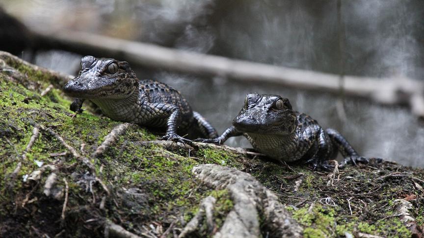 Zwei Alligatoren-Babys auf Waldboden.