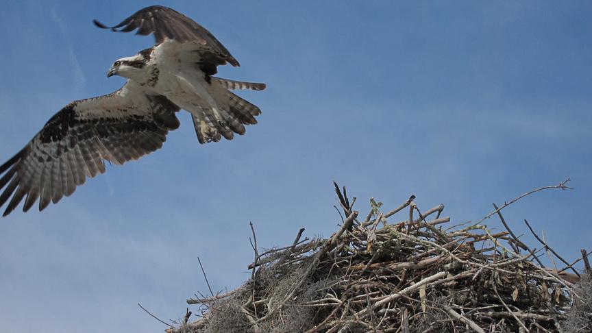 Fischadler beim Abflug von seinem Nest.