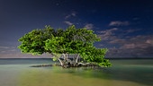 © Foto: ORF/NDR/Garl’s Coastal Kayaking Mangrovenbaum mit weiter Baumkrone umgeben von Wasser.