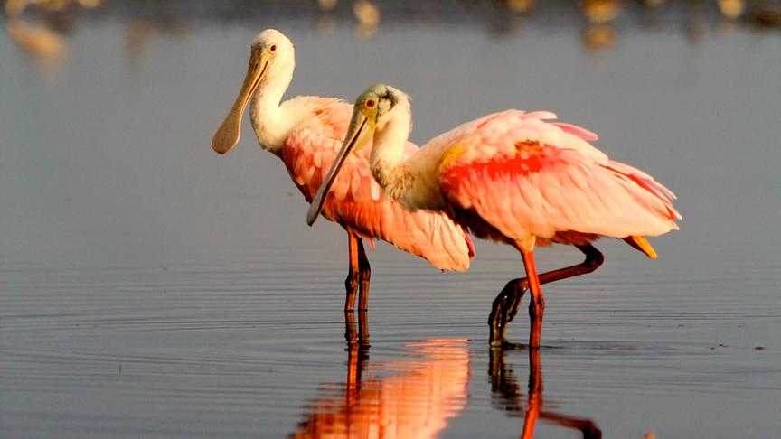 Zwei rosafarbene Vögel mit löffelförmigen Schnäbeln im Wasser stehend.