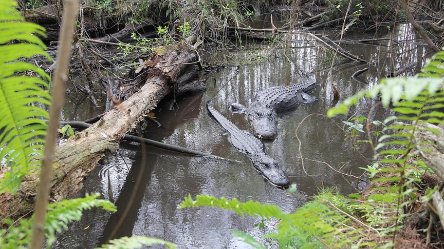 Zwei Alligatoren im seichten Wasser im Wald.