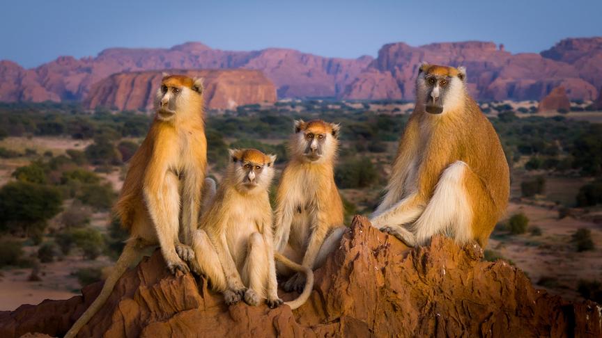 Vier Affen sitzen nebeneinander auf einem Felsen.