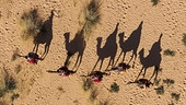 © Foto: ORF/k22film GmbH/Ricardo Esteban Fünf Kamele mit Reitern werfen einen langen Schatten auf den Sand der Wüste.