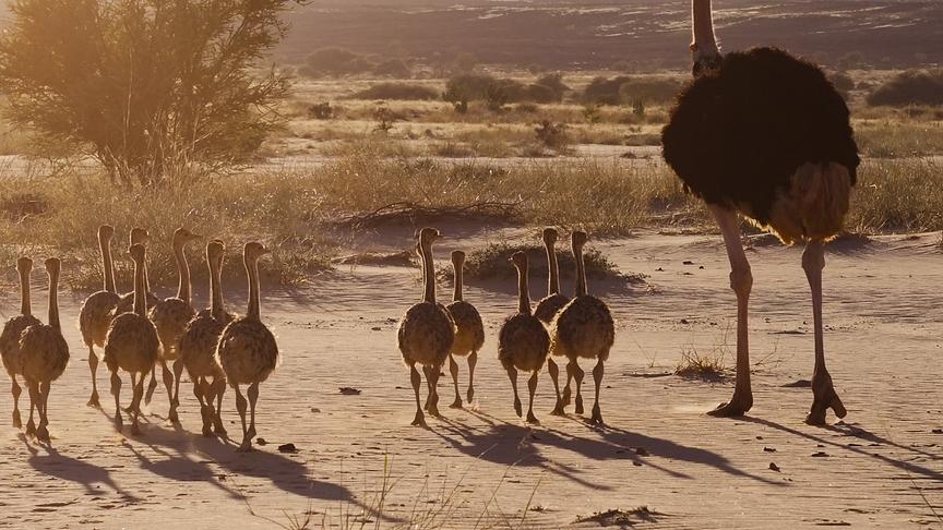 Großer Strauß läuft mit vielen kleinen Jungstraußen neben sich durch die Steppe.