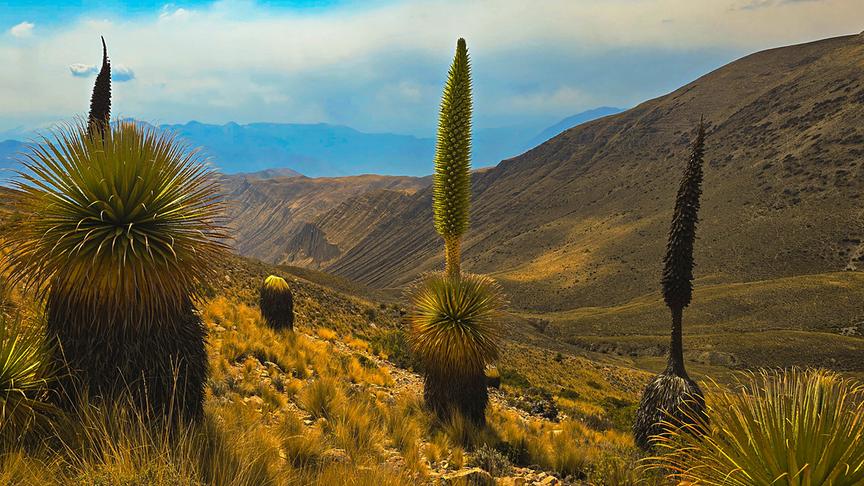 Blühende Riesenbromelien auf steppenähnlichen Bergen.