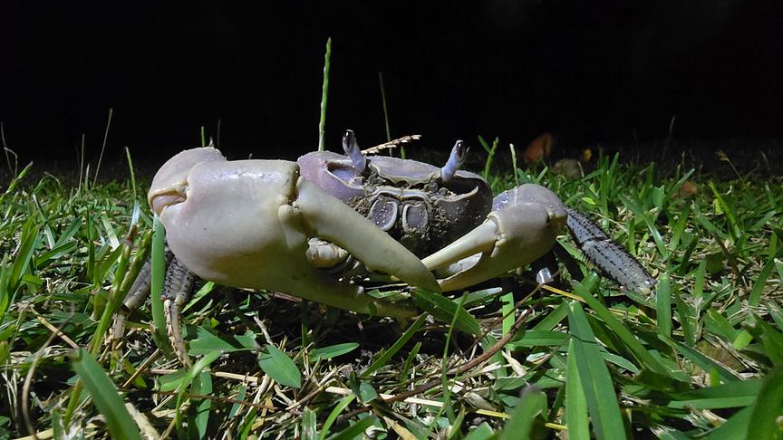 Bläuliche Krabbe im Gras.
