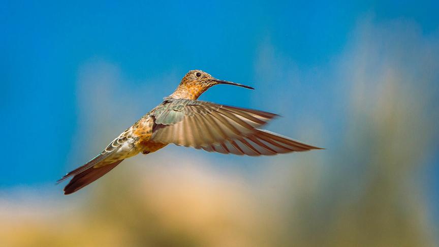 Fliegender Riesenkolibri.