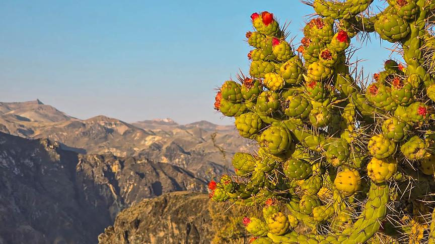 © Foto: ORF/k22film GmbH/Daniela Pulverer Kakteen mit langen Stacheln und vielen Blüten vor einem bergigen Hintergrund.