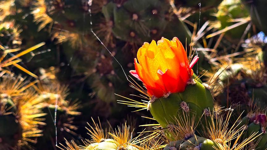Kaktus mit Stacheln und oranger Blüte.