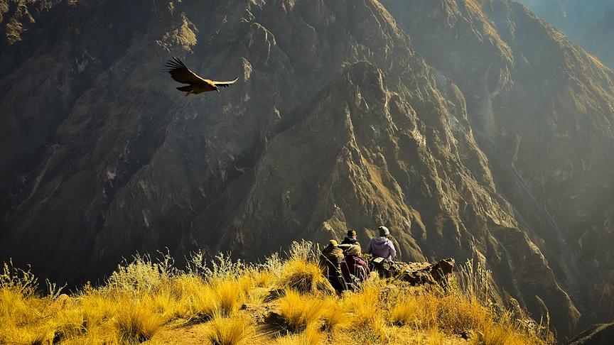 Ein fliegender Andenkondore wird von mehreren Biologen beobachtet.