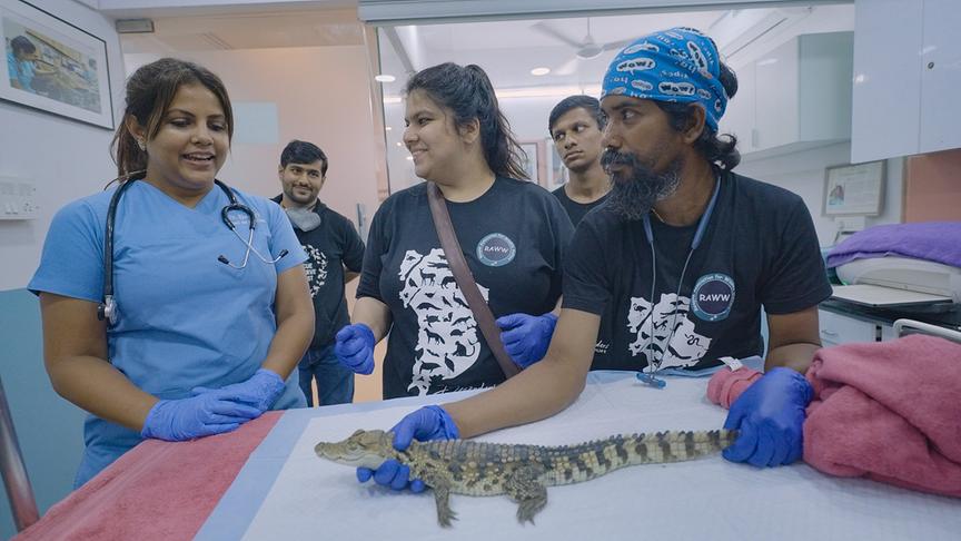 Ein kleines Krokodil wird von Tierärzten versorgt.