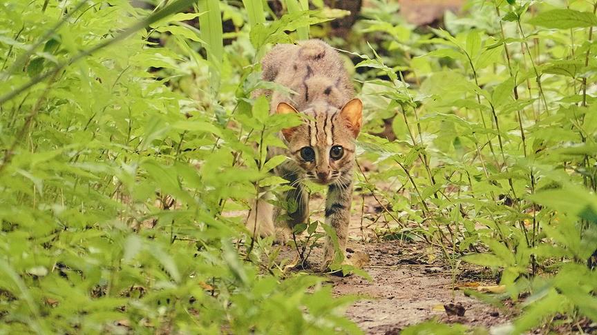 Rostkatze schleicht durch grüne Pflanzen.