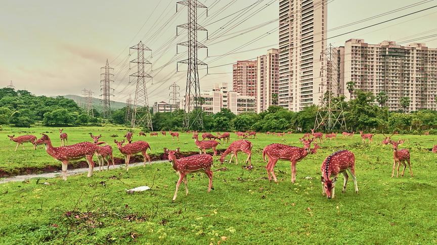 Eine Herde Axishirsche steht auf einer Wiese, im Hintergrund urbane Bauten.
