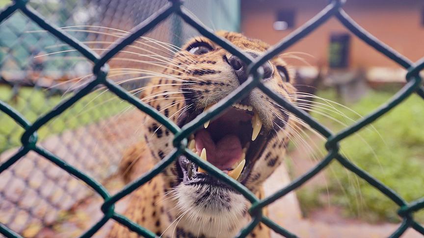 Ein Leopard eingesperrt hinter einem Maschendrahtzaun.