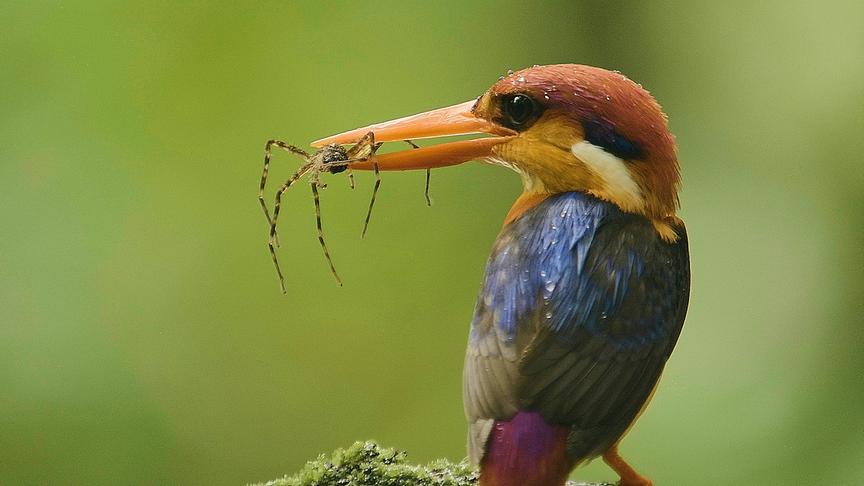 Der Orientalische Zwergfischer hält eine Spinne in seinem Schnabel.