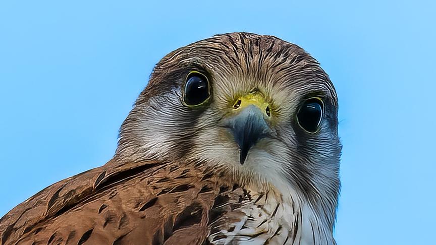 Braun gefleckter Falke mit schwarzen Augen richtet seinen Blick direkt in die Kamera