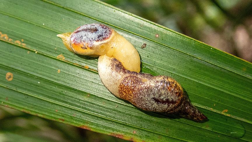 Zwei in einander verschlungene Schnecken auf einem grünen Blatt