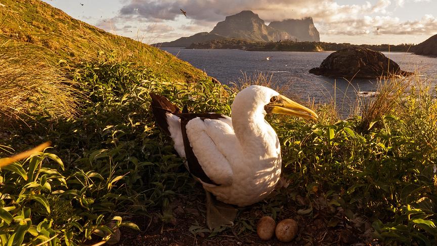 Schwarz-weißer Vogel mit langem gelben Schnabel bewacht zwei Eier