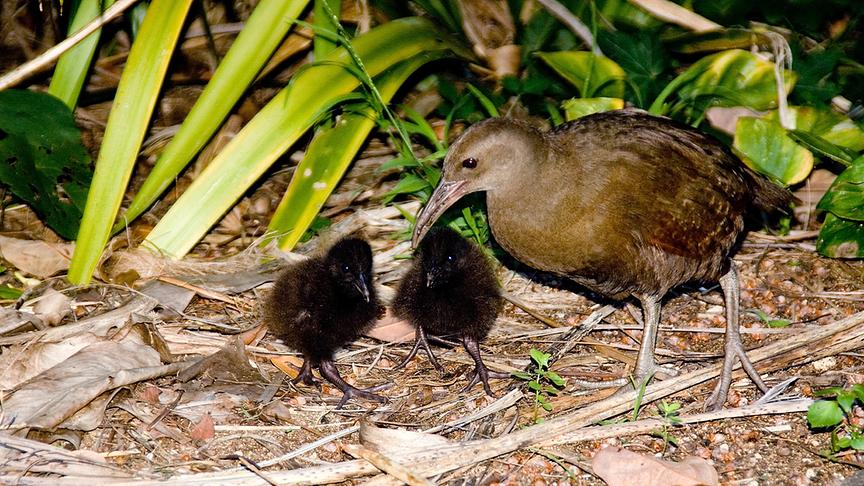 Brauner, hennenartiger Vogel läuft mit zwei dunkelbraunen Küken über Waldboden