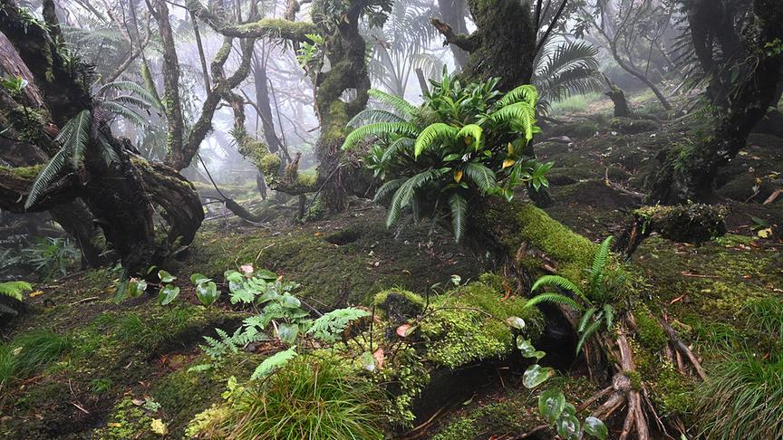Zwischen den moosbewachsenen knorrigen Bäumen wabert der Nebel