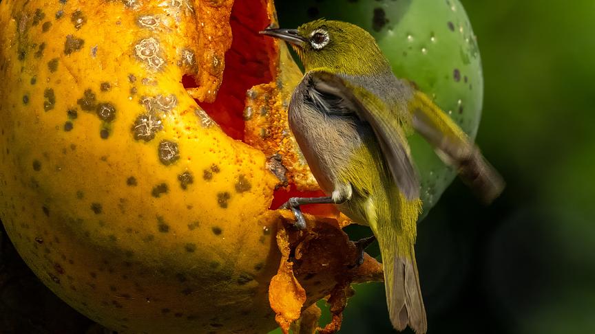 © Foto: ORF/Flowmotion Film/Ian Hutton Grüner, kleiner Vogel landet und pickt an einer bereits offenen gelben Frucht