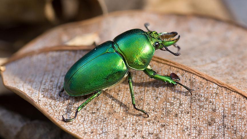Metallisch grün glänzender Käfer auf einem Blatt