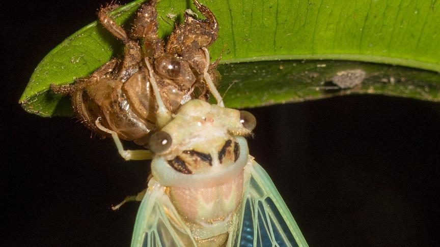 Eine geschlüpfte Zikade hält sich am ihrem leeren Kokon fest.